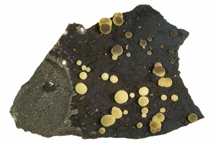 Globular Yellow-Brown Calcite Formations on Basalt - Italy #325609